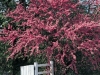 Cercis siliquastrum 